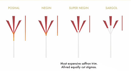 saffronancy flower logo story